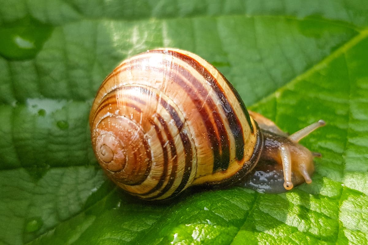 Brown-lipped snail