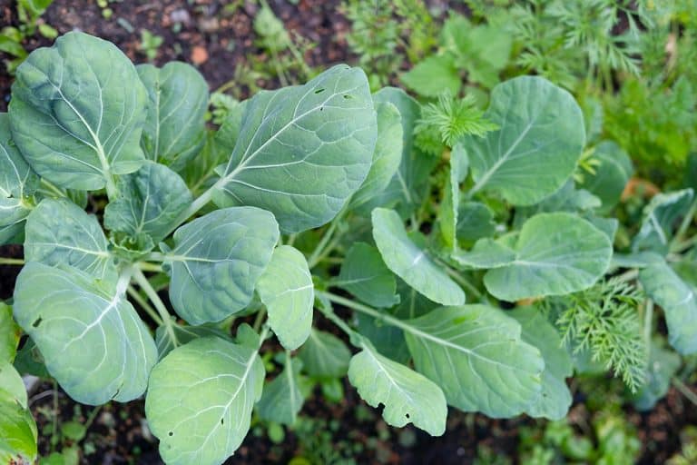 Brussel sprout plants growing in a vegetable plot, Will Brassicas Grow In Sandy Soil? [Everything You Need To Know]