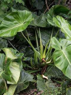 A bunch of elephant ear plant, How To Remove Elephant Ear Plants From Your Landscaping?