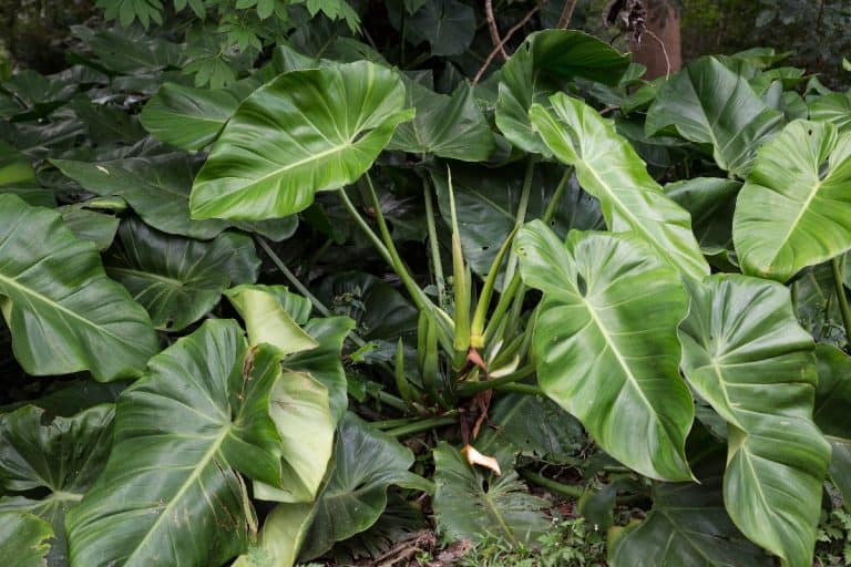 A bunch of elephant ear plant, How To Remove Elephant Ear Plants From Your Landscaping?