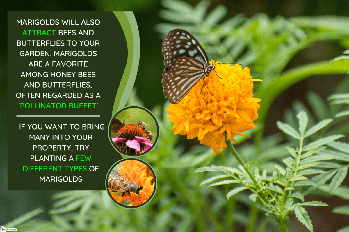 CLSOE UP Butterfly on marigold - Do Marigolds Attract Bees & Butterflies [Yes! Tips For Planting In Your Yard]