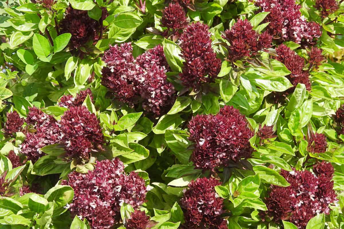 Cardinal Basil - spicy-sweet leaves used in soup, salads and curries.