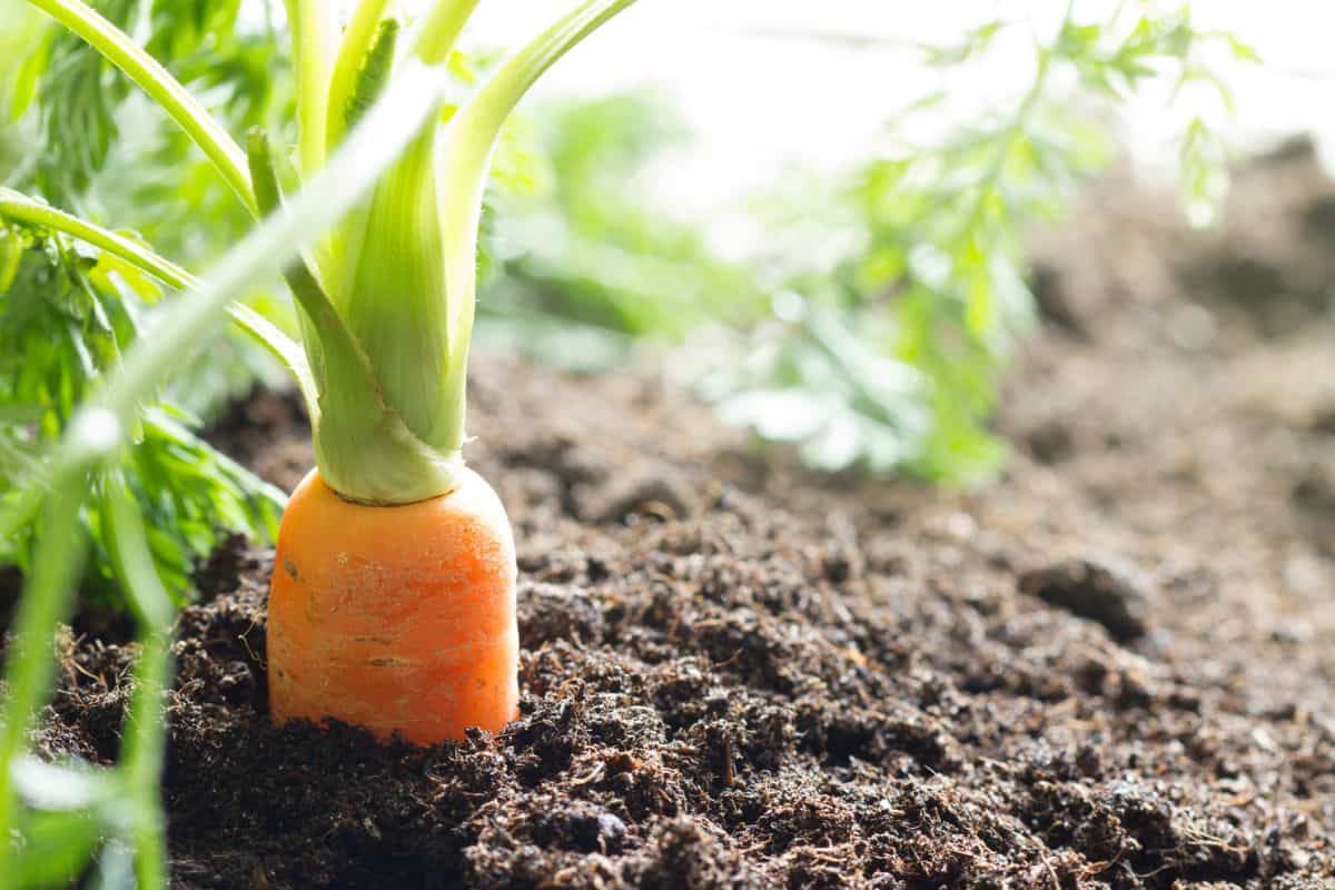 Carrot vegetable grows in the garden in the soil organic background