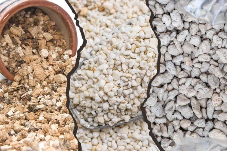 Close up of Pumice Stone, Potting Cactus and Succulent Material. - Vermiculite Vs Perlite Vs Pumice: Pros, Cons, And Differences