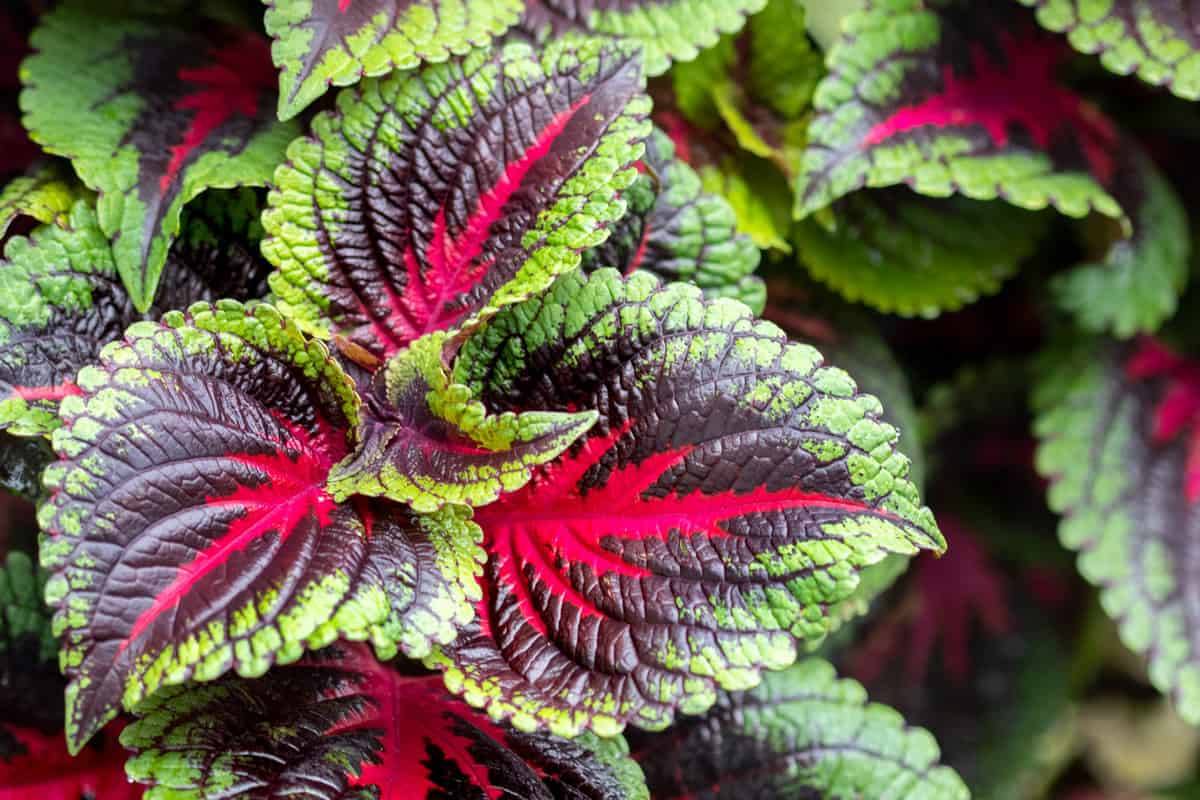 Close up of colorful coleus plant in garden