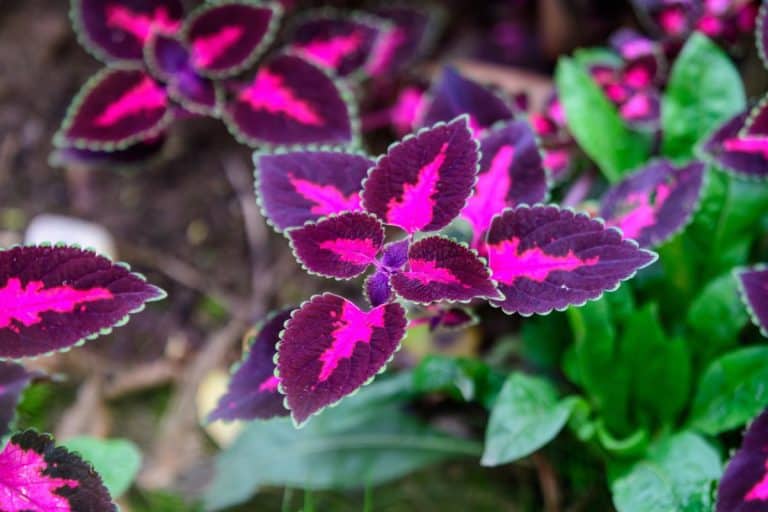 Colorful picture of different coleus leaves with borders of different colors making it the best background. - How Cold Can Coleus Tolerate