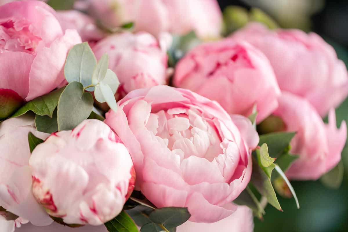 Close-up of flowers Pink peonies . Beautiful peony flower for catalog or online store. Floral shop concept . Beautiful fresh cut bouquet. Flowers delivery