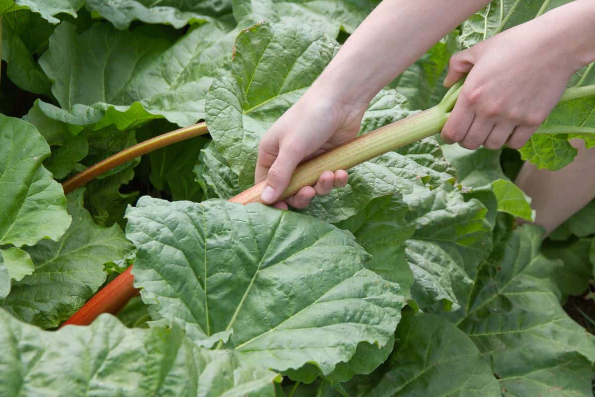 Close up of hands pulling rhubarb.