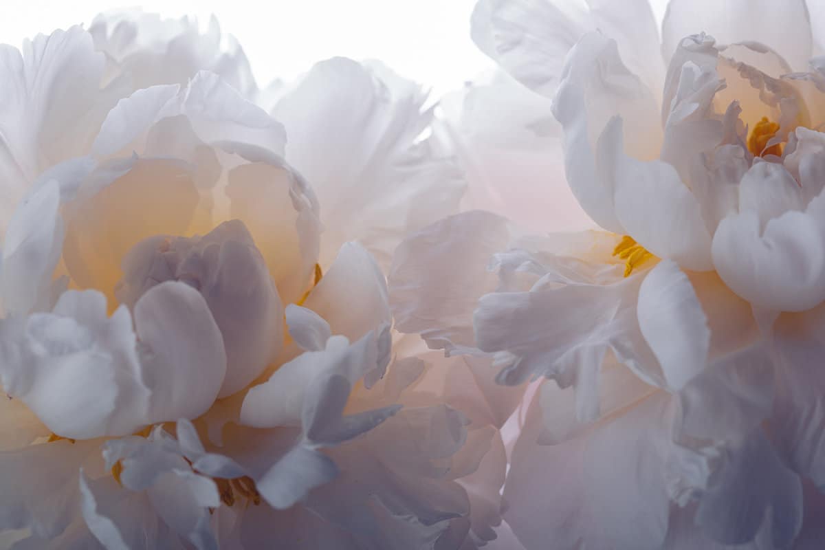 Close-up of pale pink peonies on white background