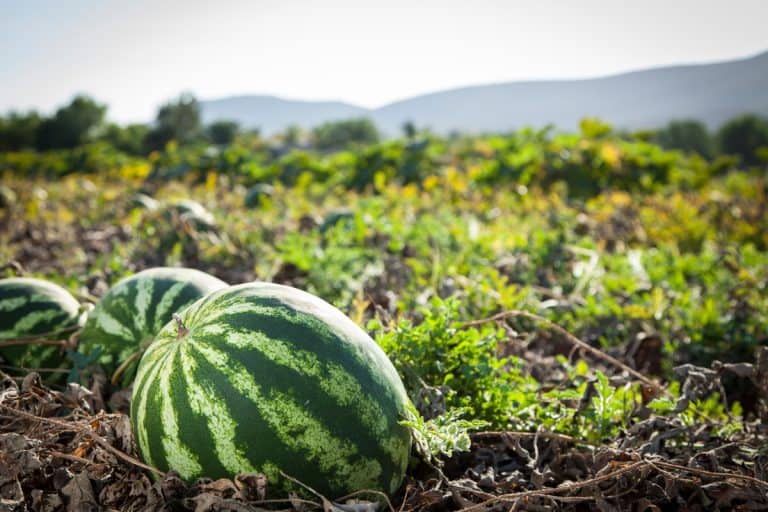 Close-up of watermelon in field, Can You Grow Watermelon In A Kiddie Pool? [Yes! Here's How!]