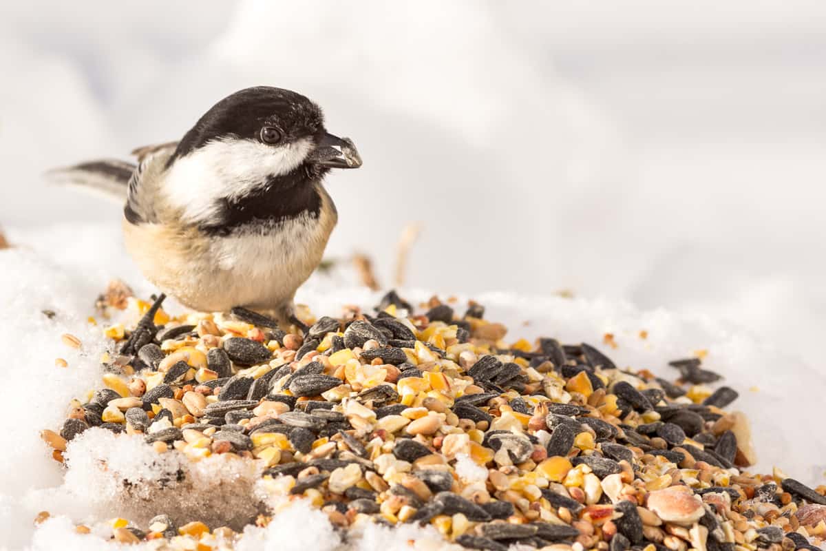 Close-up view of a Chickadee eating seeds