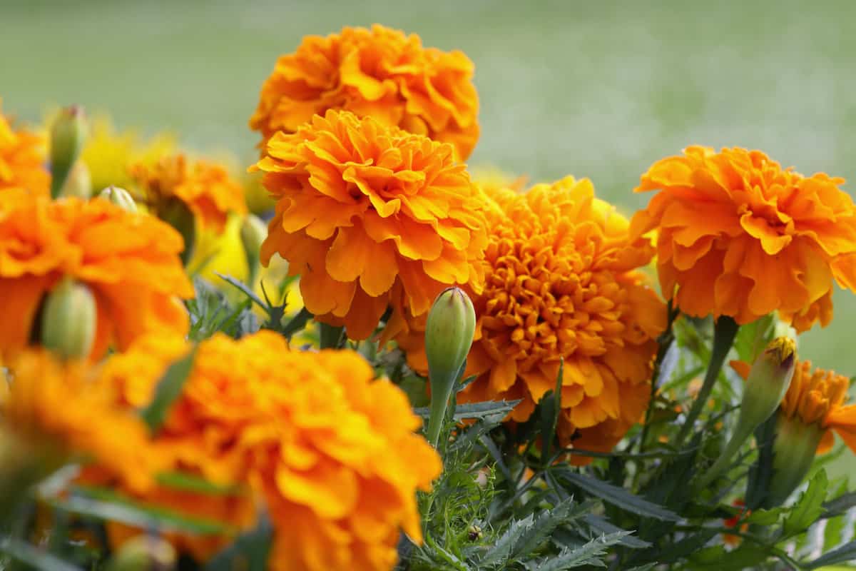 Closeup of orange marigold flowers and foliage