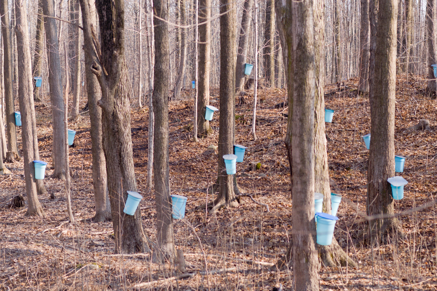 Collecting sap from Maple trees used to make Maple Syrup, Maple Sap Harvest