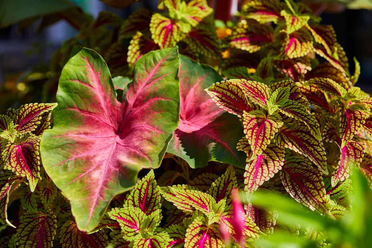 Colorful Caladium leaf with other foliage