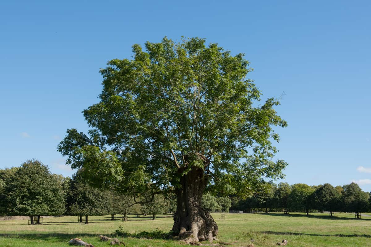 Common Ash Tree (Fraxinus excelsior) in Parkland in Rural Somerset, England, UK