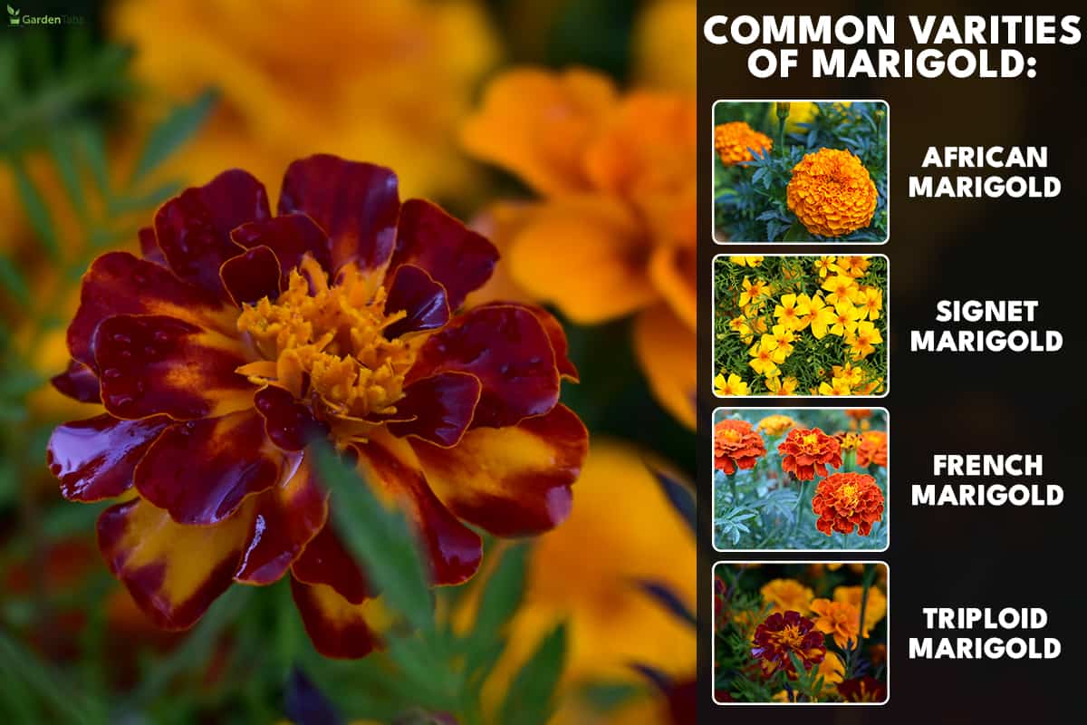Common Varities Of Marigold