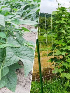 Comparison between bush beans and pole or runner beans, Do Garden Beans Need A Trellis For Support?