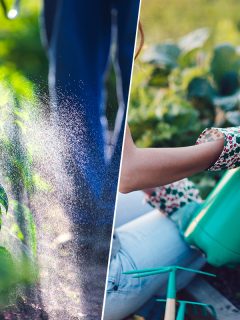 Farmer spraying pesticides on green vegetable plants, Pesticides Vs. Insecticide - Which Is Best For Your Home Vegetable Garden?