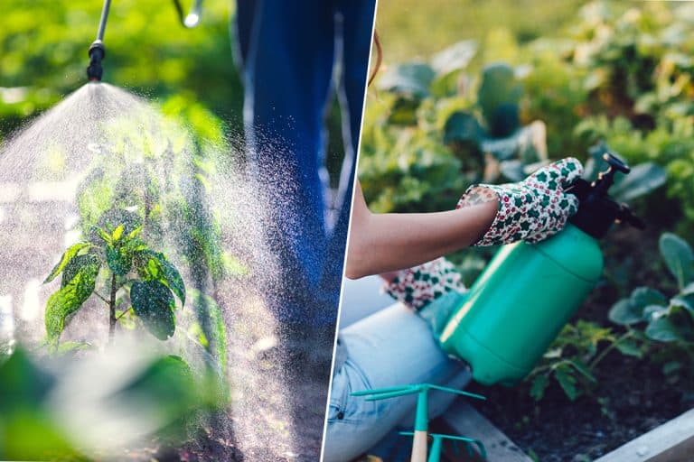 Farmer spraying pesticides on green vegetable plants, Pesticides Vs. Insecticide - Which Is Best For Your Home Vegetable Garden?