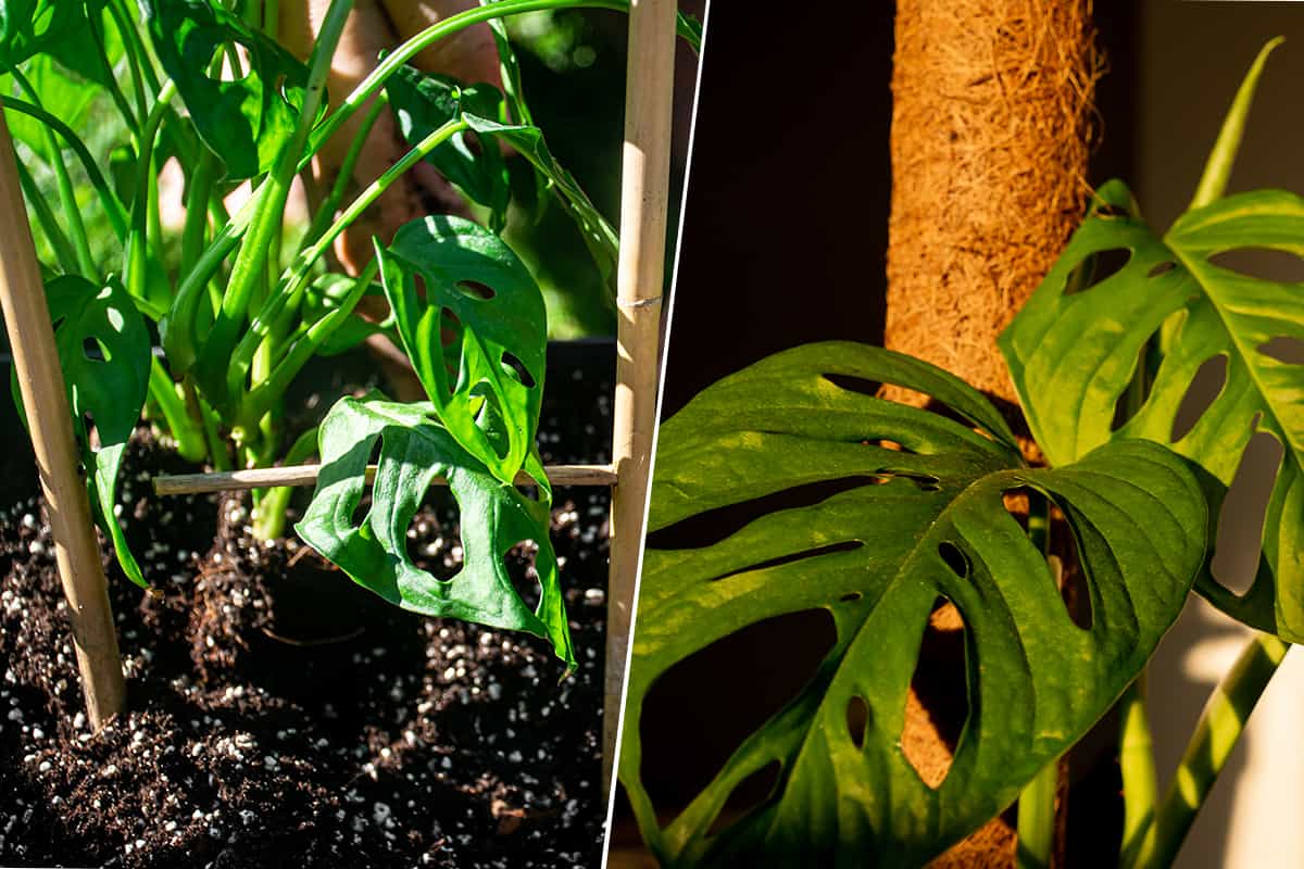 Comparison between trellis and moss pole for monstera plant