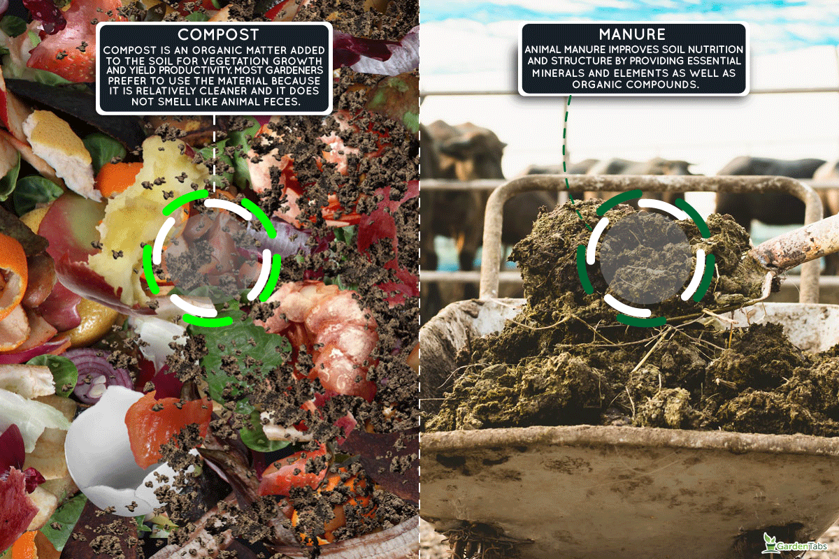Differences between manure and compost in one image, Compost Vs. Manure For Vegetable Garden: Which Is Best