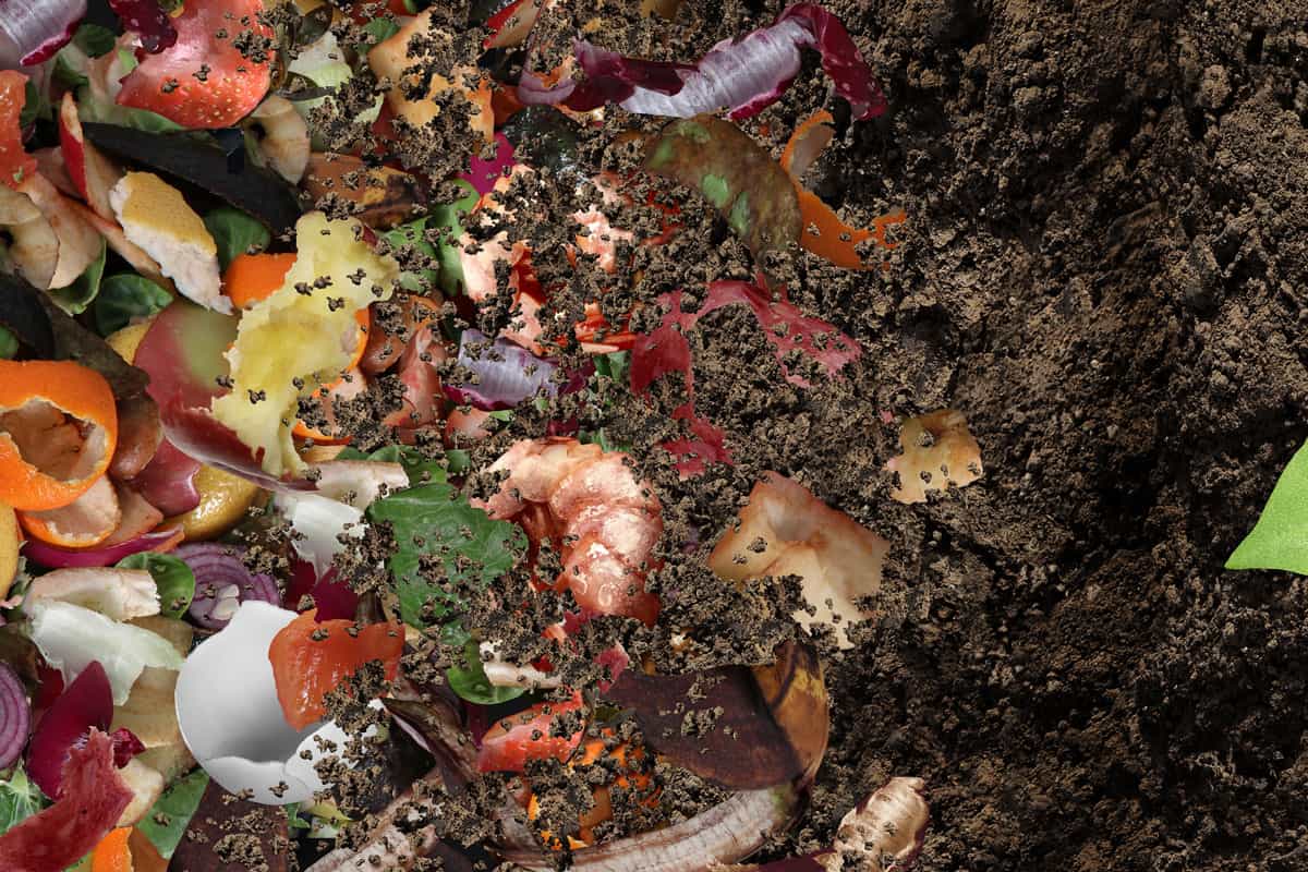 Compost and composted soil cycle as a composting pile of rotting kitchen scraps with fruits and vegetable garbage wa