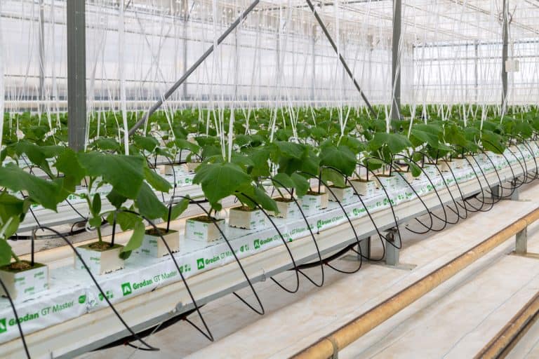 Cucumbers grown in a modern hydroponic greenhouse on a rock wool substrate, Should I Use Distilled Water For Hydroponics? [Here's What You Need]