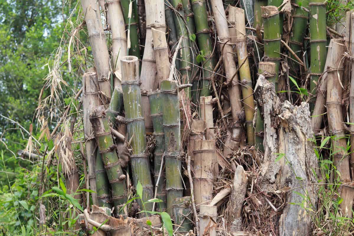 Cutted bamboo bush. Abandon bamboo bush. Dying bamboo bush