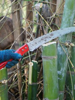 Cutting green bamboo tree by hand-held curve saw. Deforestation - Will Bamboo Regrow When It Is Cut