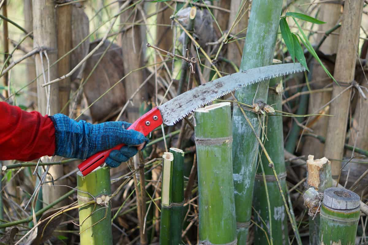 Cutting green bamboo tree by hand-held curve saw. Deforestation