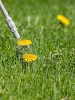 Dandelion weed in lawn and spraying weed killer herbicide. Home lawn care landscaping concept - When Is It Too Cold To Spray Herbicide