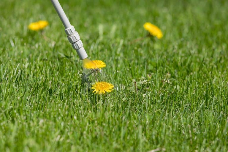 Dandelion weed in lawn and spraying weed killer herbicide. Home lawn care landscaping concept - When Is It Too Cold To Spray Herbicide