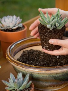 Decorating a clay pots with succulent plants, 11 Ideas For Garden Club Activities For Adults