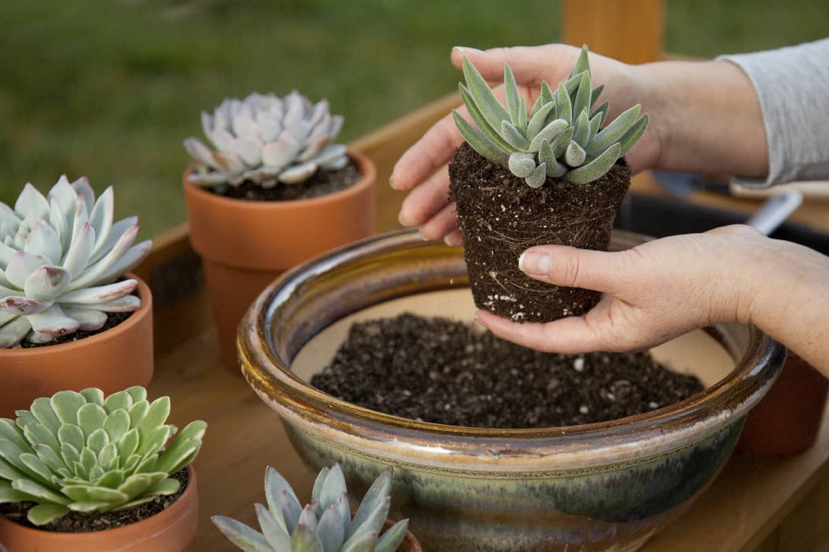 Decorating clay pots with succulent plants with marble gravel at garden bench