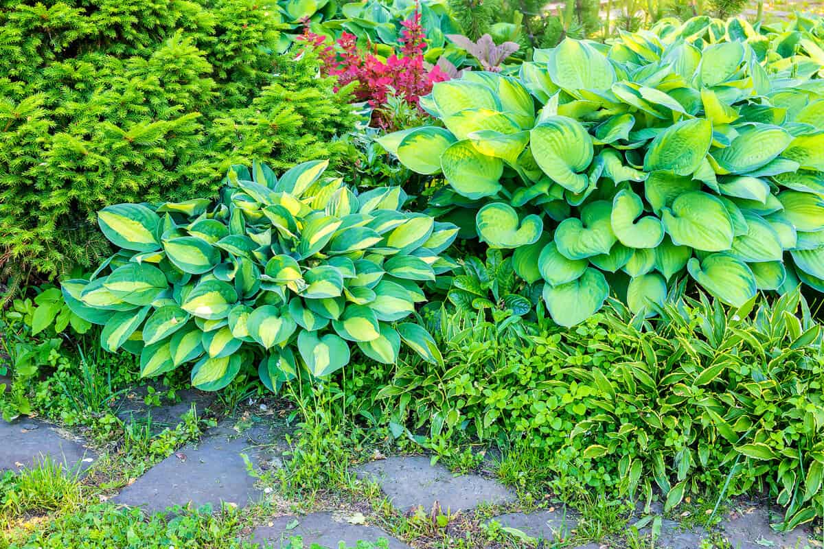 Decorative bushes of perennial growing hostas in a country summer garden.