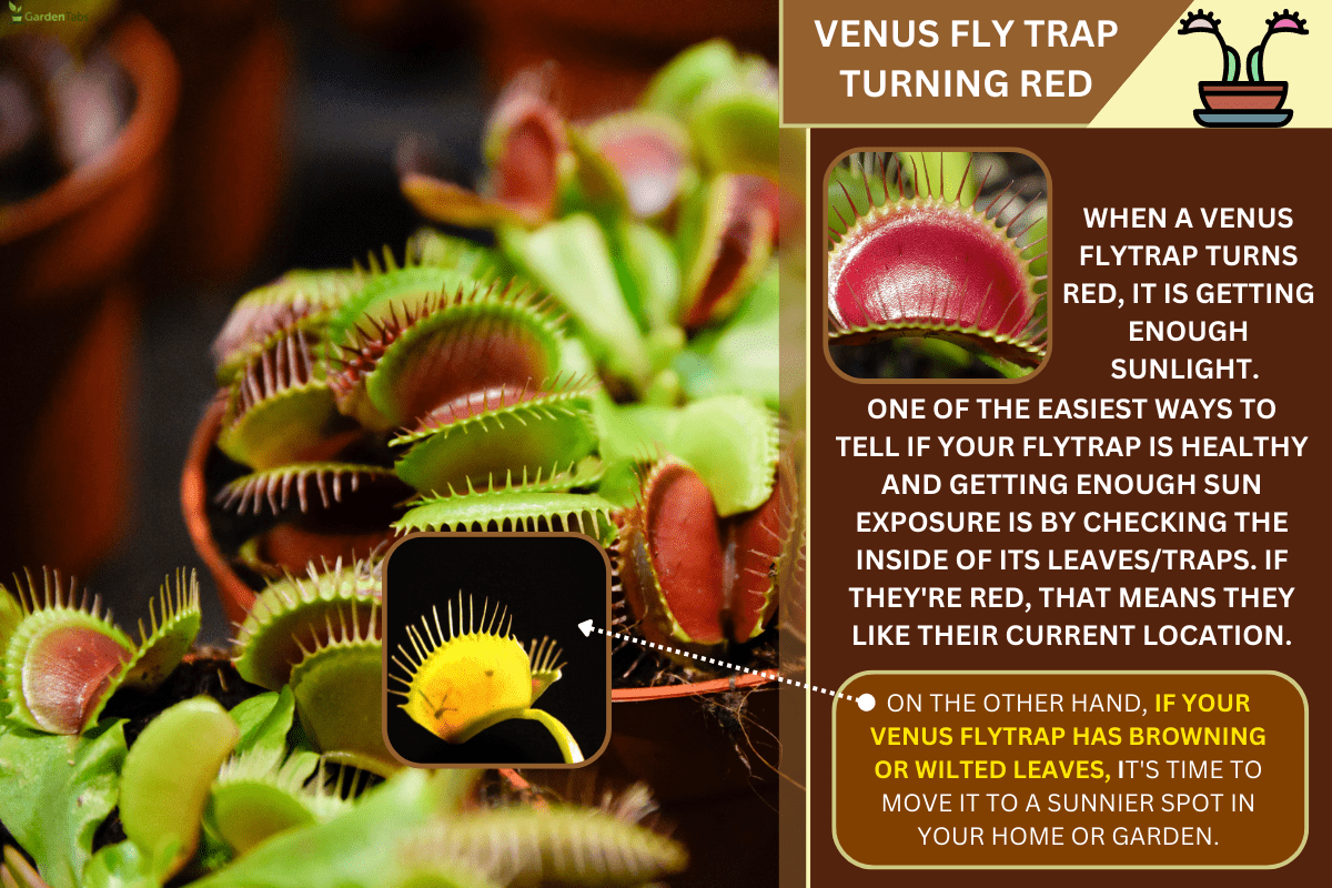 Dionaea muscipula blooming in a pot at home. - Why Is My Venus Fly Trap Turning Red?
