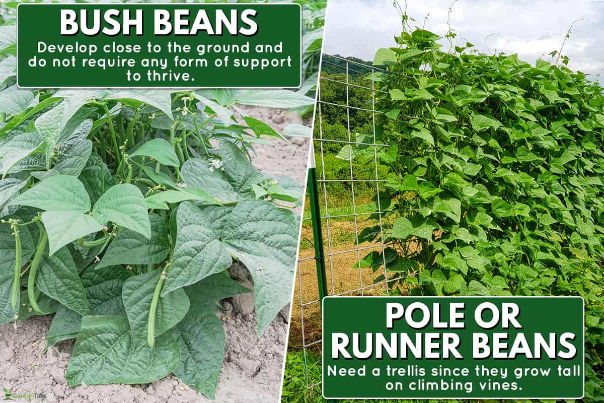 A comparison between bush beans and pole or runner beans, Do Garden Beans Need A Trellis For Support?