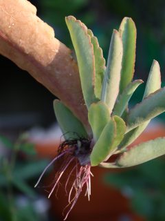 Donkey Ear Succulent Plant with baby plant in her leaf, How To Propagate A Donkey Ear Plant [Step By Step Guide]