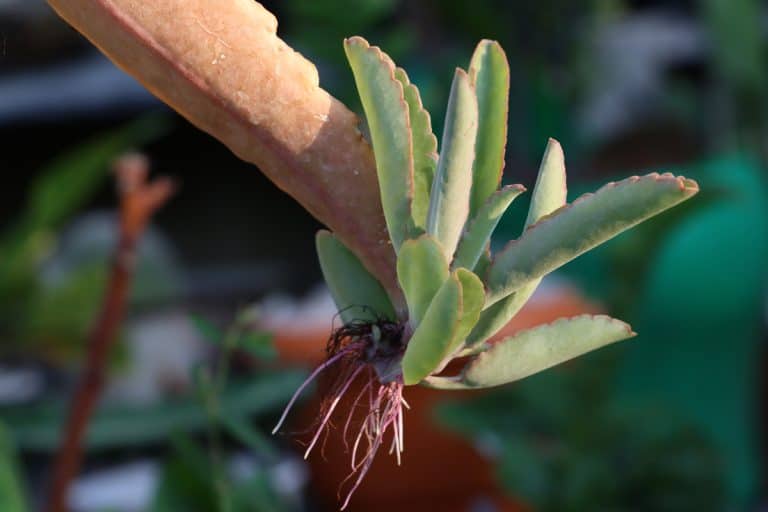 Donkey Ear Succulent Plant with baby plant in her leaf, How To Propagate A Donkey Ear Plant [Step By Step Guide]