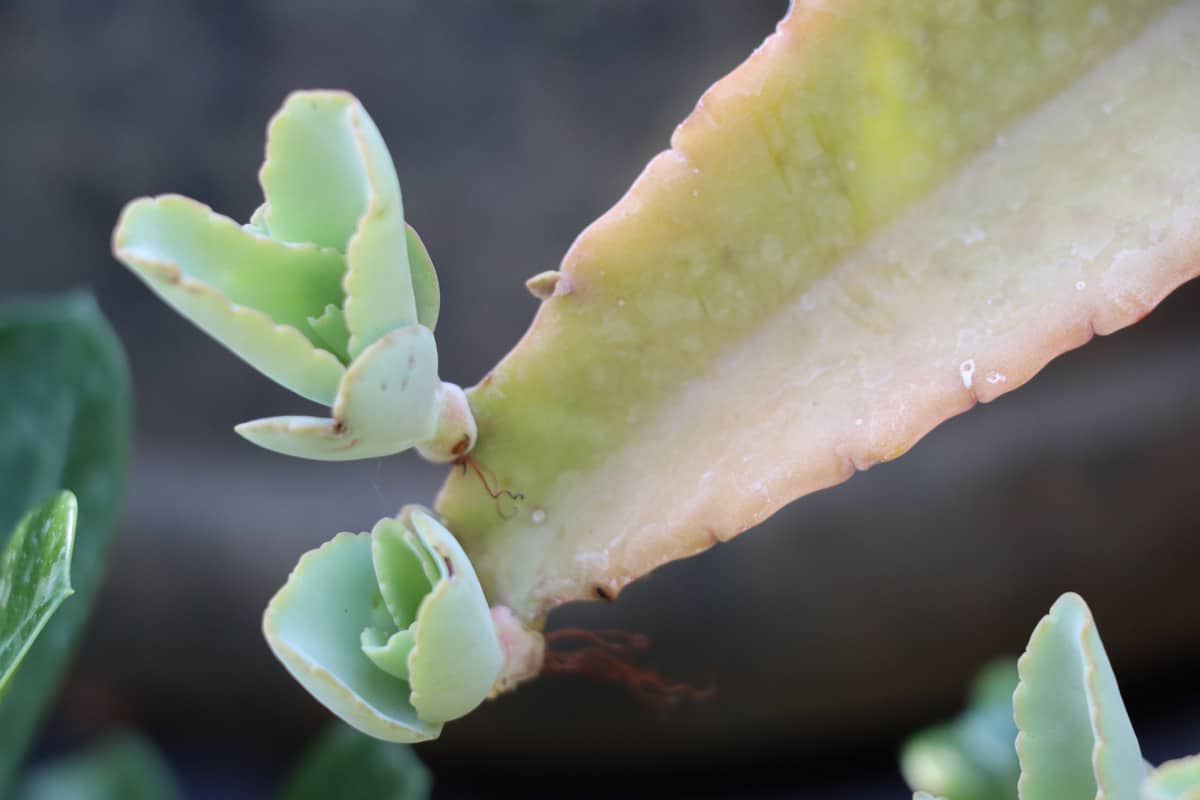 Donkey Ear Succulent Plant with baby plant in her leaf