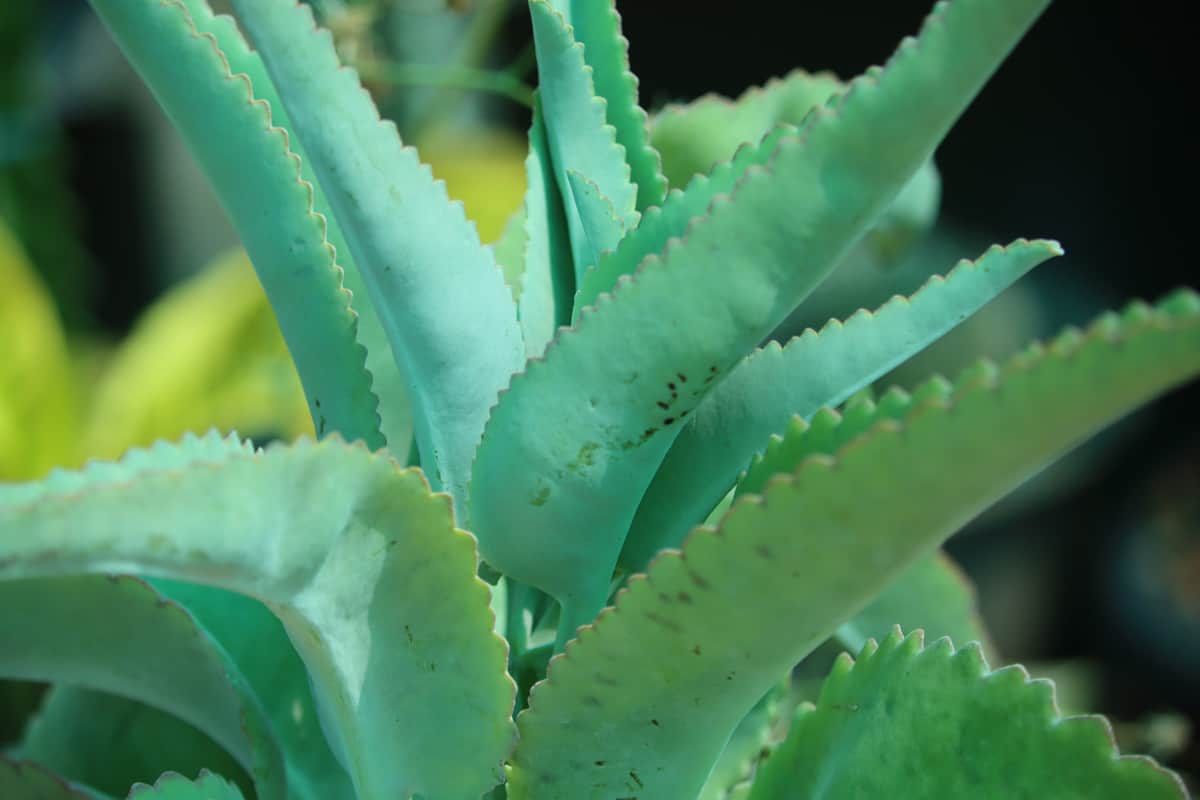 Donkey Ears Succulent Plant with baby plant