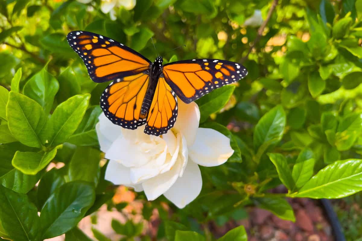 Endangered male Monarch butterfly is drinking nectar from a white gardenia in a tropical garden
