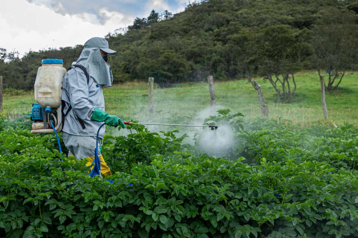 Farmer applying insecticide products on potato crop, Abundant green foliage, healthy leaves in potato crop, man with personal protecti