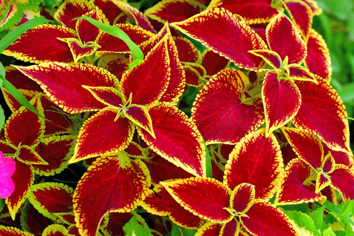 Foliage plant of multi-colored decorative leaves