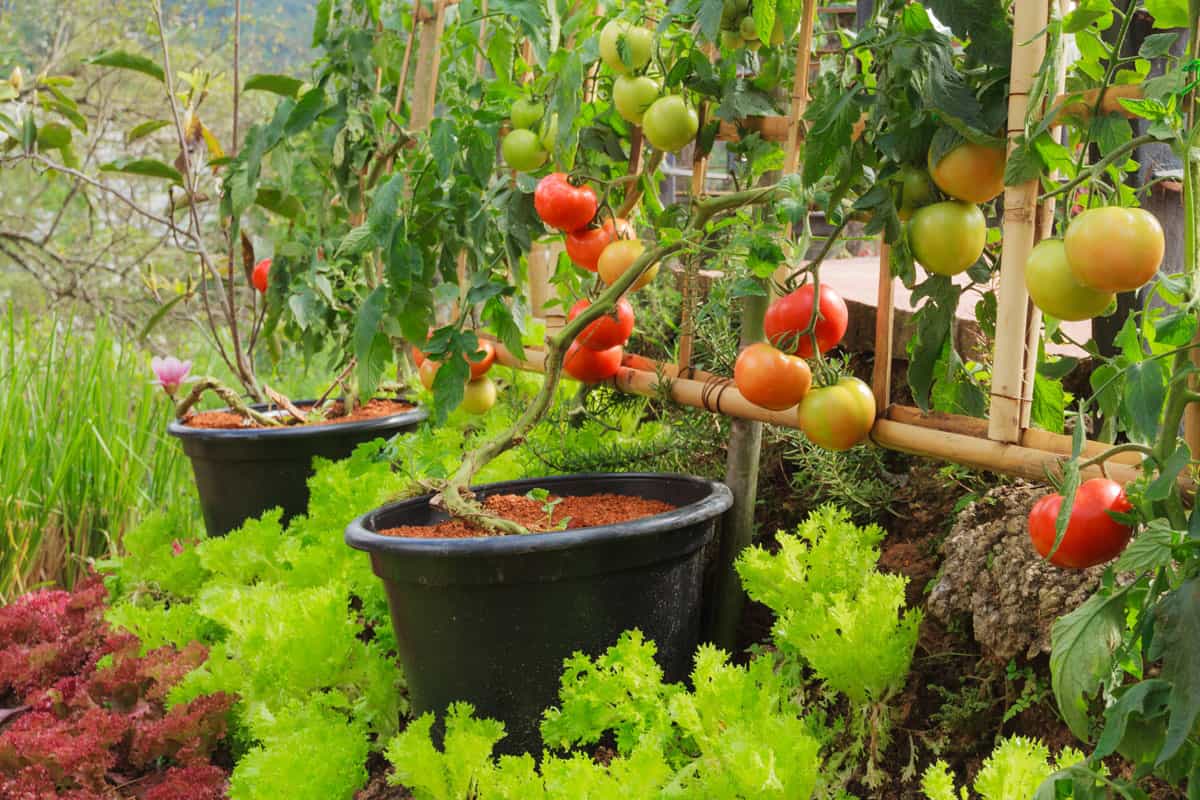 Fresh Tomato and Lettuce in Nontoxic Vegetable Garden