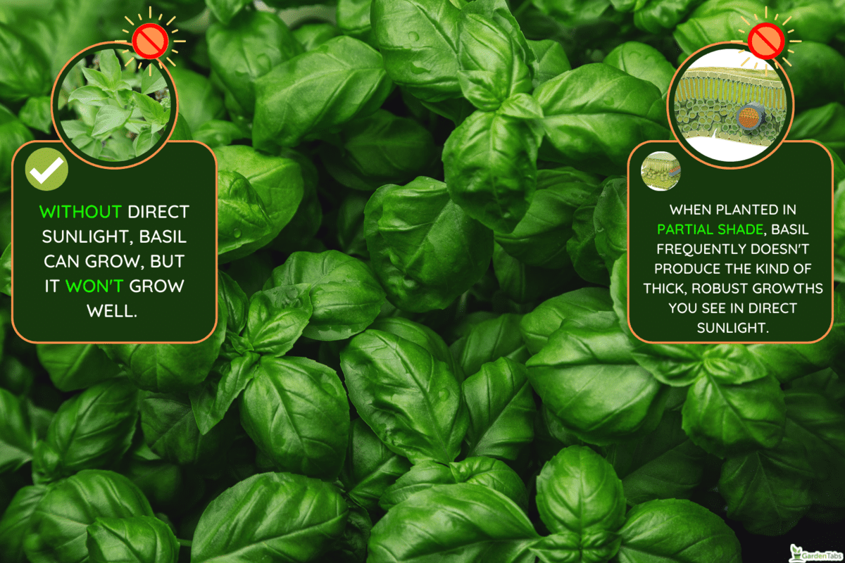 Fresh basil on a dark background. Green basil. Green basil on a dark background. Food background. A lot of basil - Can Basil Be Overexposed To Sun