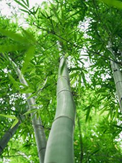 Fresh green bamboo and beautiful bokeh in the forest, How Long Do Bamboo Garden Stakes Last? [Tips To Make Them Last Longer]