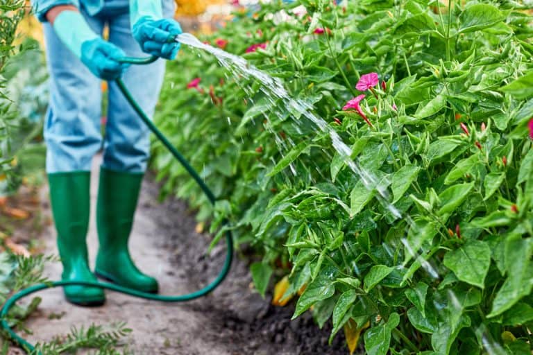 Gardener holding a hose and watering the garden, Do Garden Hoses Contain Latex Or Lead?