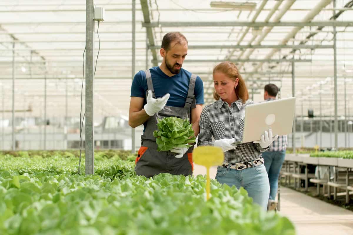 Gardener man discussing cultivated green vegetables with agronomist businesswoman typing farming production on laptop working in greenhouse plantation.