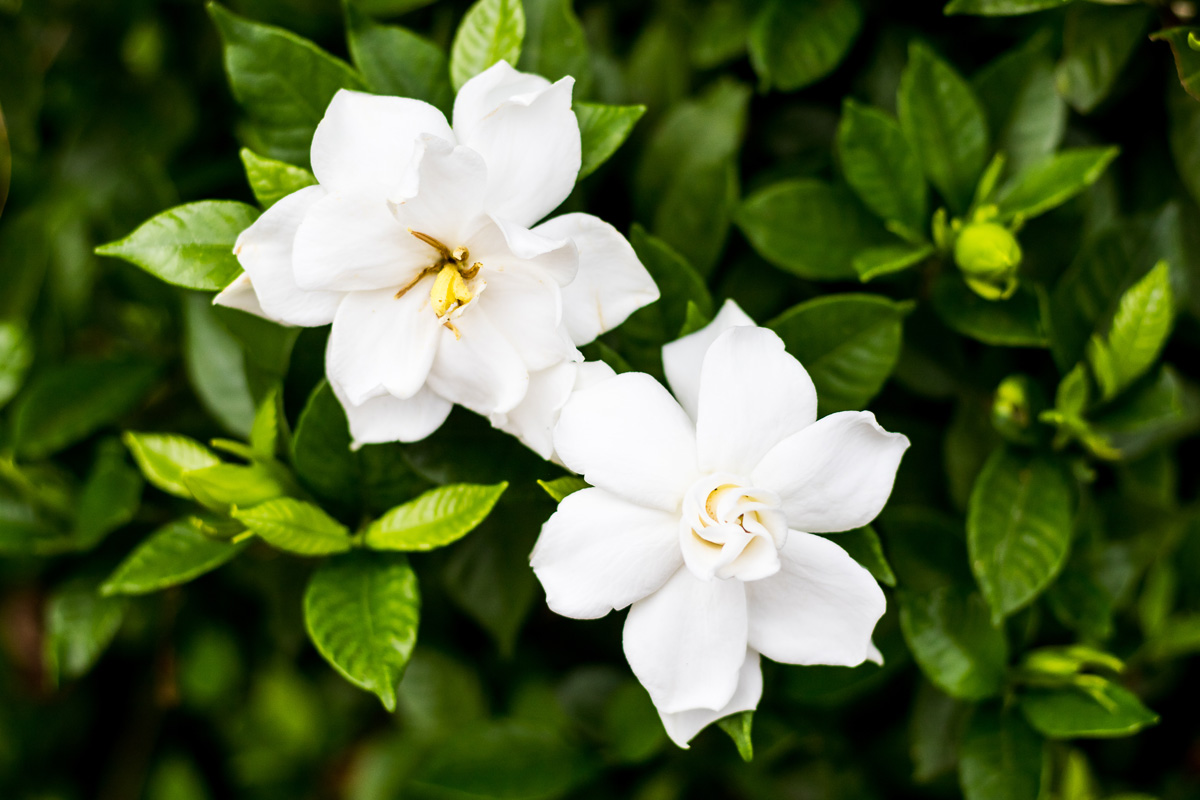 Gardenia jasminoides or Cape jasmine flower on white background,White flowers of jasmine on the white.